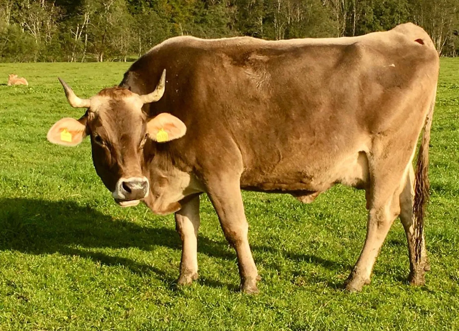 Ferienwohnung Alte Schmiede Balderschwang